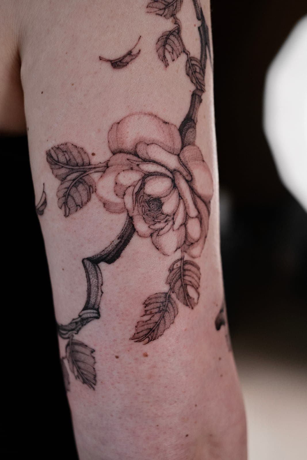 Fineline Tattoo frisch gestochen – Rose am Ast – SIJA.INK Zürich